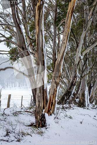 Image of Australian gum trees in the winter snow