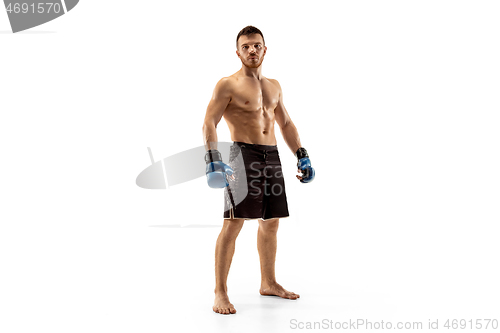 Image of Professional boxer boxing isolated on white studio background