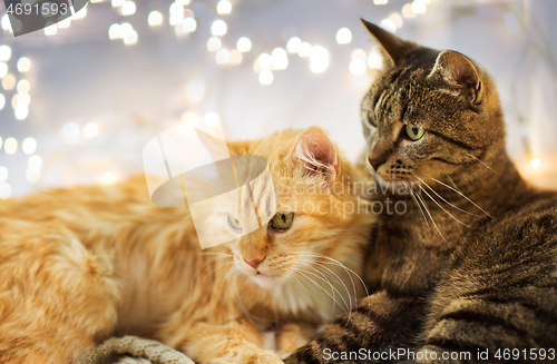 Image of two cats lying at home