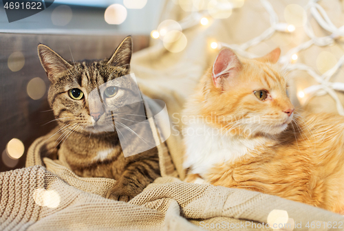 Image of two cats lying on sofa at home