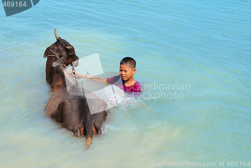 Image of cow wash in cambodia