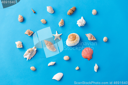 Image of different sea shells on blue background