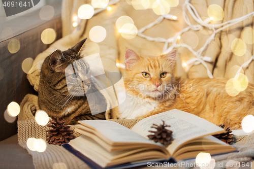 Image of two cats lying on sofa with book at home