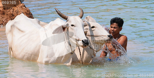 Image of cow wash in cambodia