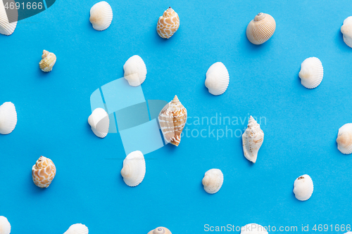 Image of different sea shells on blue background