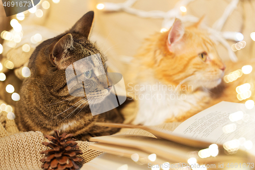 Image of two cats lying on sofa with book at home