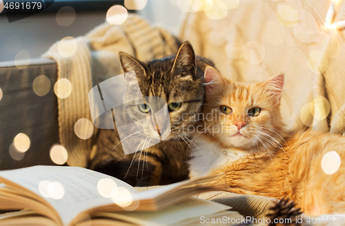 Image of two cats lying on sofa with book at home