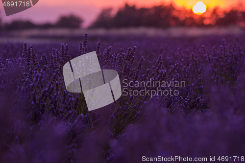 Image of levender field france