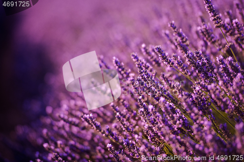 Image of closeup purple lavender field