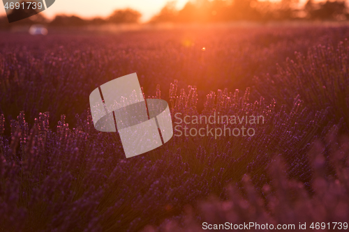 Image of levender field france