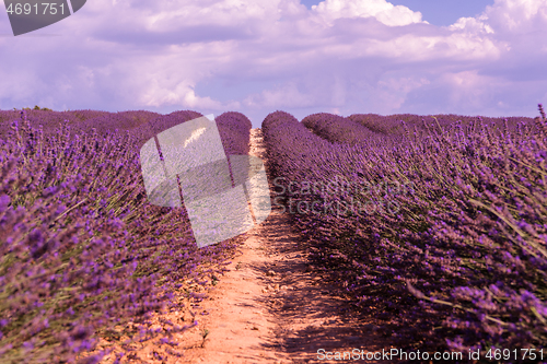 Image of levender field france