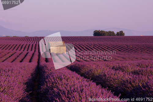 Image of purple lavender flowers field with lonely old stone house