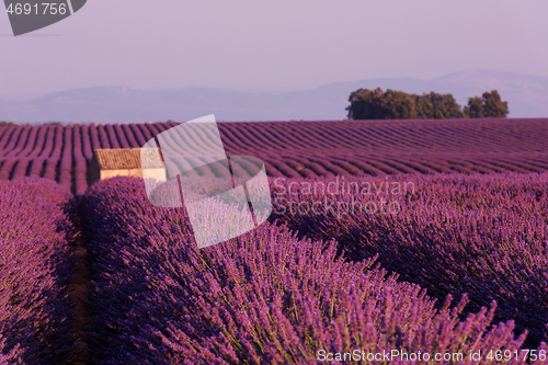 Image of purple lavender flowers field with lonely old stone house