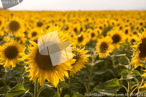 Image of sunflower field