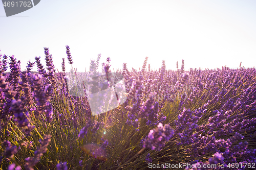 Image of closeup purple lavender field