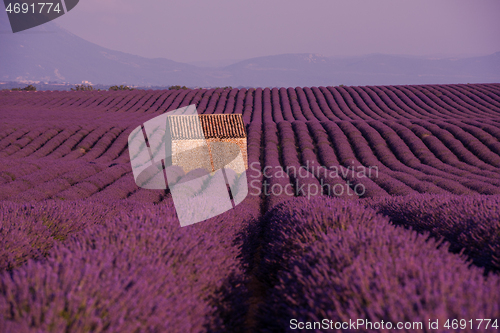 Image of purple lavender flowers field with lonely old stone house