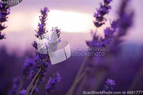 Image of closeup purple lavender field