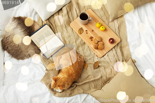 Image of red tabby cat lying on blanket at home in winter