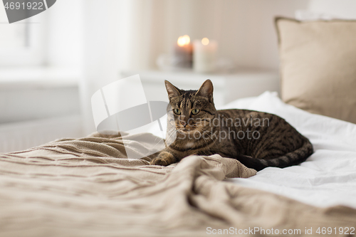 Image of cat lying on bed with blanket at home in winter