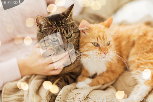 Image of close up of owner with red and tabby cat in bed