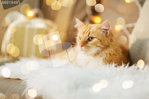 Image of red tabby cat on sofa with christmas gift at home