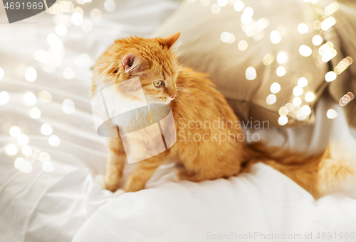 Image of red tabby cat at home in bed