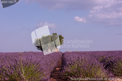 Image of purple lavender flowers field with lonely tree