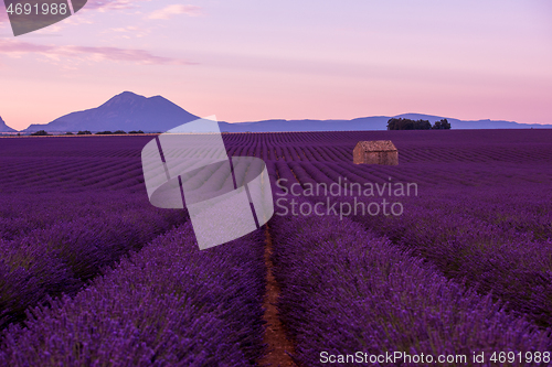 Image of purple lavender flowers field with lonely old stone house