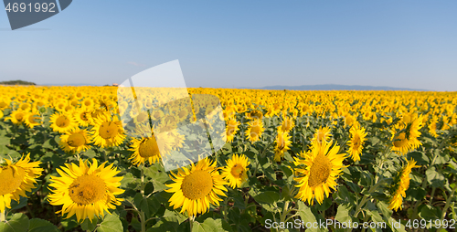 Image of sunflower field