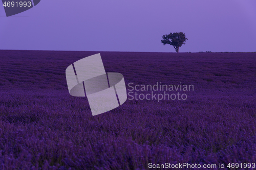 Image of purple lavender flowers field with lonely tree on night