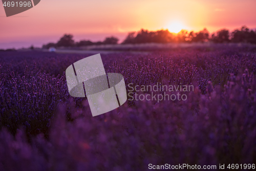 Image of levender field france