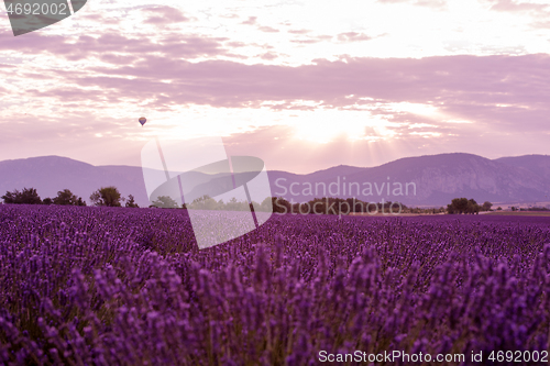 Image of levender field france