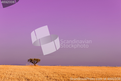 Image of single tree on harvested field