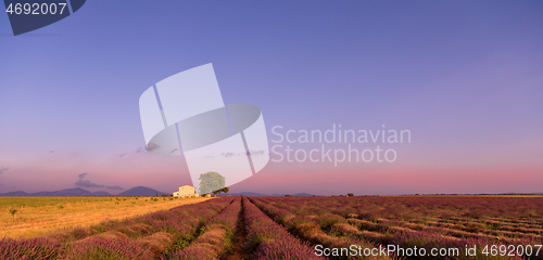 Image of purple lavender flowers field with lonely tree