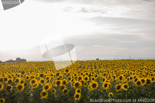 Image of sunflower field