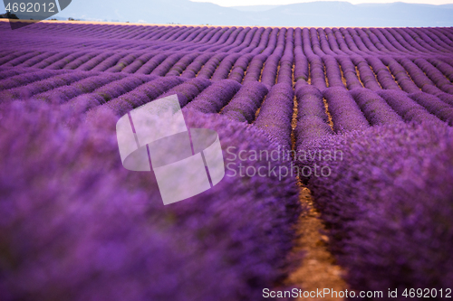 Image of levender field france