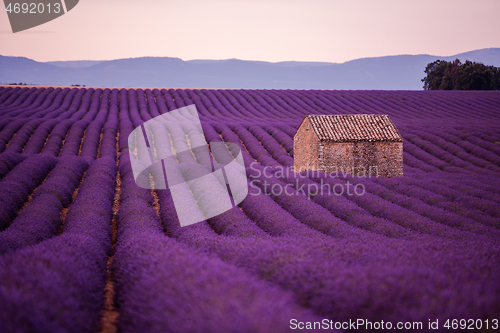 Image of purple lavender flowers field with lonely old stone house