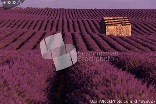 Image of purple lavender flowers field with lonely old stone house