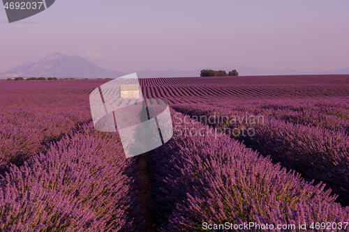 Image of purple lavender flowers field with lonely old stone house