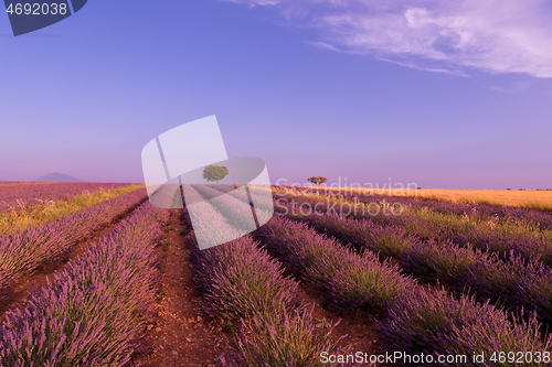 Image of purple lavender flowers field with lonely tree