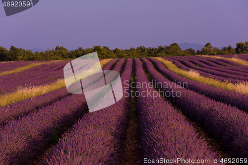 Image of levender field france