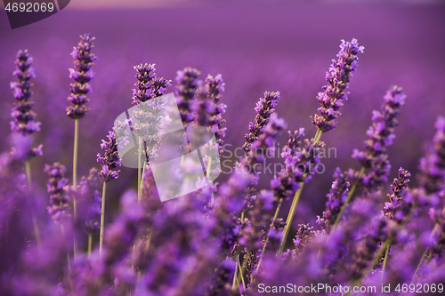 Image of closeup purple lavender field