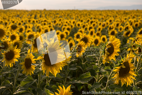 Image of sunflower field