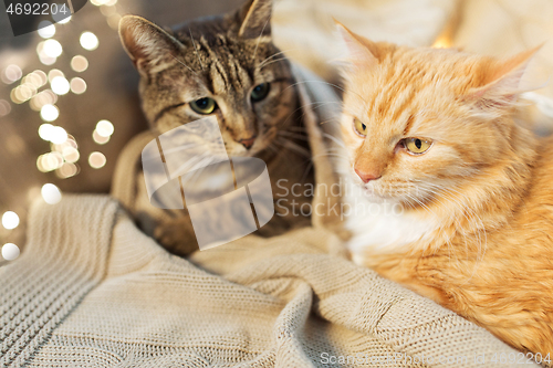 Image of two cats lying with blanket at home