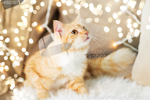 Image of red tabby cat on sofa with sheepskin at home