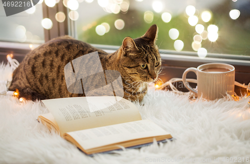 Image of tabby cat lying on window sill with book at home