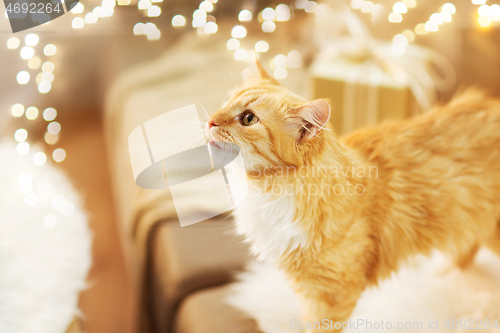 Image of red tabby cat on sofa with christmas gift at home