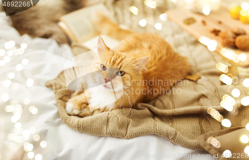 Image of red tabby cat lying on blanket at home in autumn