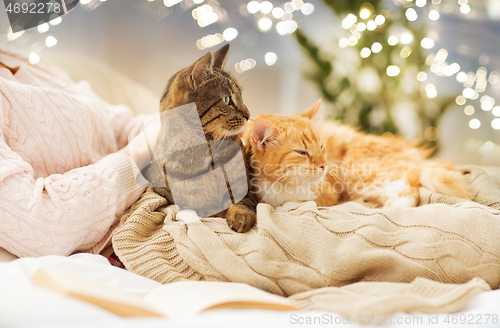Image of close up of owner with red and tabby cat in bed