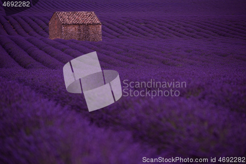 Image of purple lavender flowers field with lonely old stone house